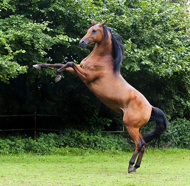 African Horse Breeds | Questra Sports