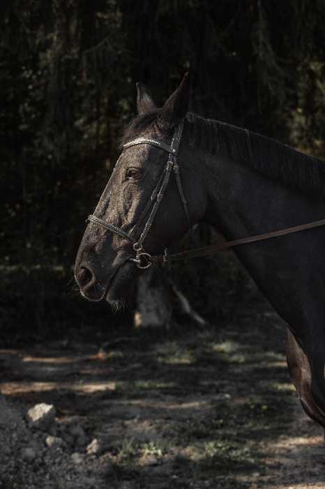 beautiful black stallion (horse)