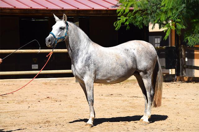white horse stallion