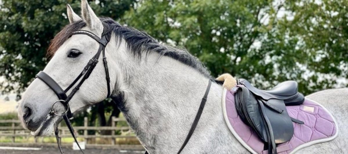 Grey horse wearing a black bridle and saddle standing in an outdoor arena with trees featured in the Cavaletti Collection for an article about headcollars for horses who pull back