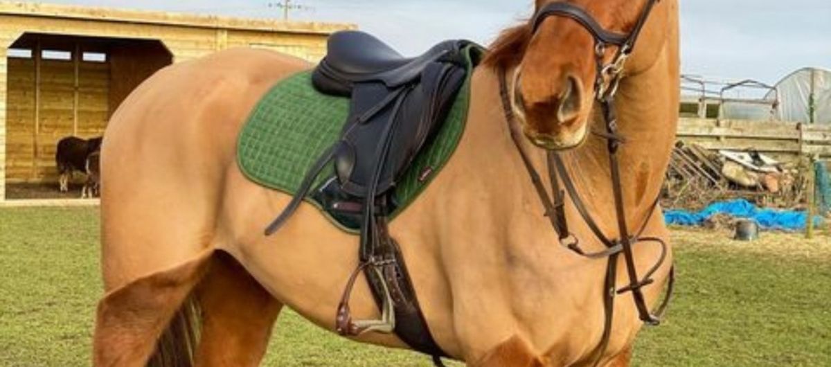 Light brown horse standing on grass with a saddle bridle and green saddle pad featured in the Cavaletti Collection