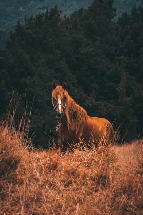 beautiful horse grazing in field