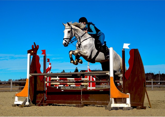 showjumping competition