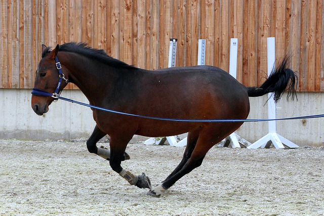 lunging horse