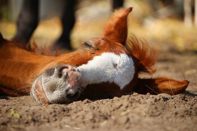 horse sleeping