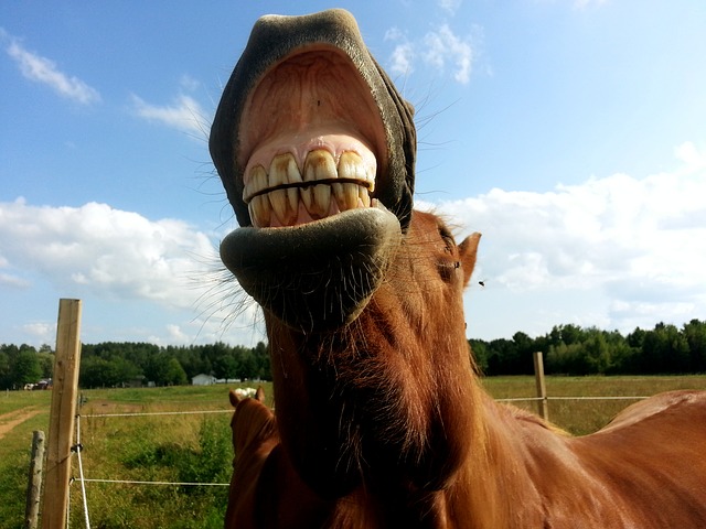 horse grinning 