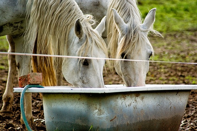 horse twins drinking water