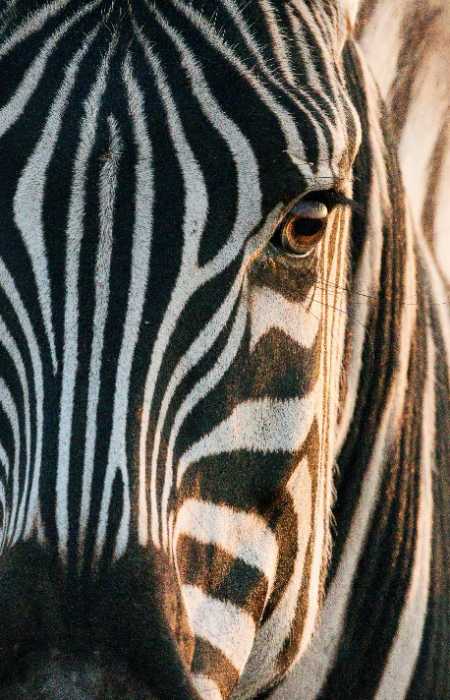 zebra closeup photo