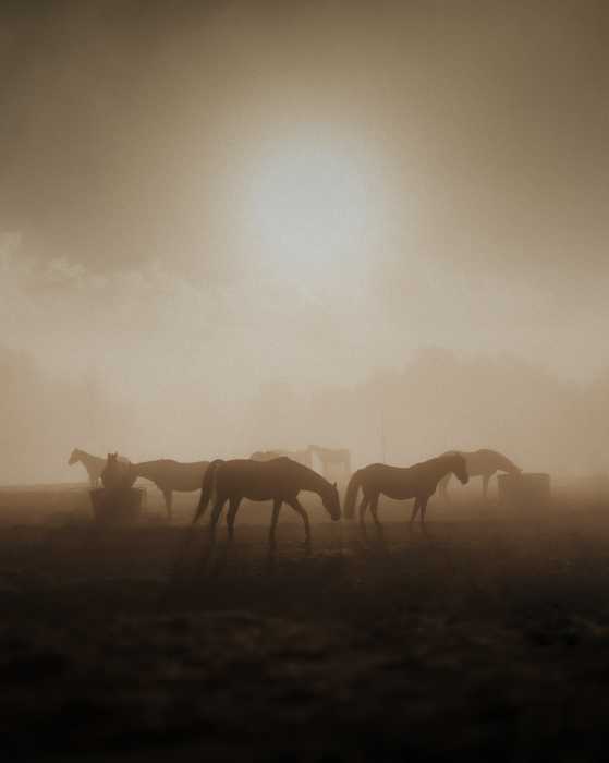 horses roaming free in the haze