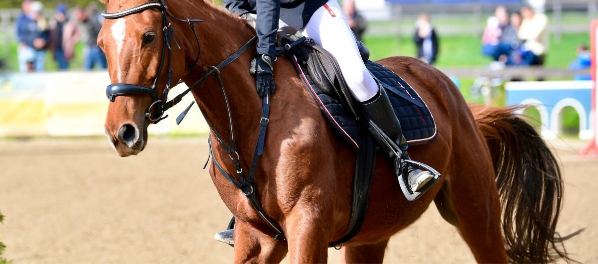 Rider in navy jacket on a chestnut horse in a showjumping arena, stirrup and leather visible