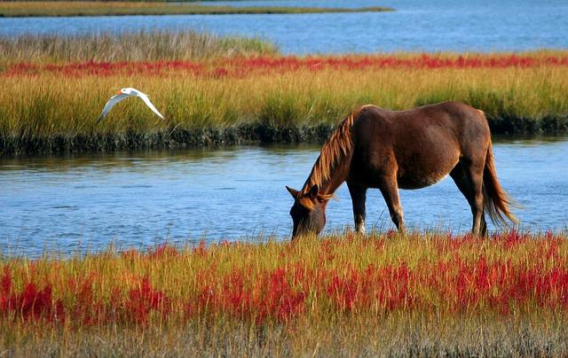 south african horse breed horse drinking water