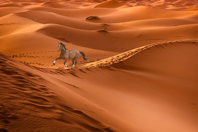 horse galloping on red sand dunes