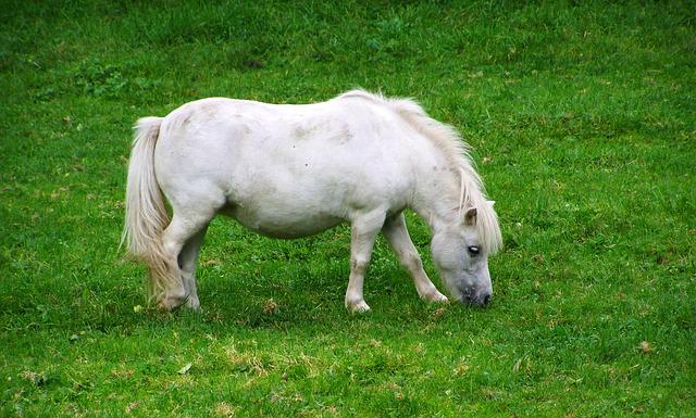 tiny pony grazing