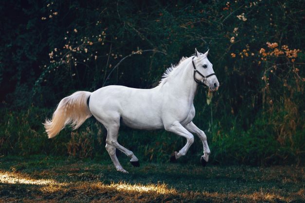 white african horse galloping