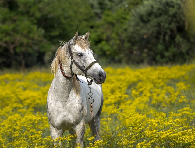 white pony grazing in the african fields