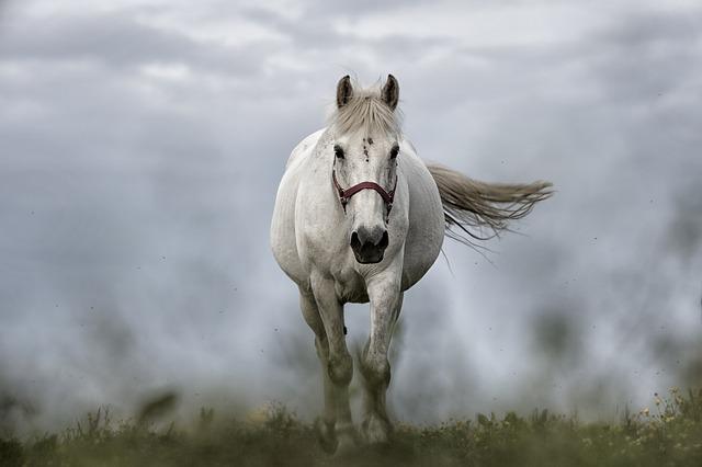 african white horse fleuve breed