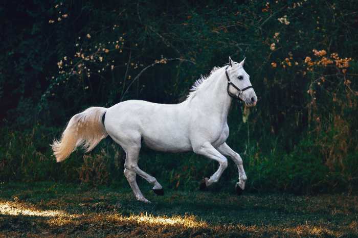 white horse galloping
